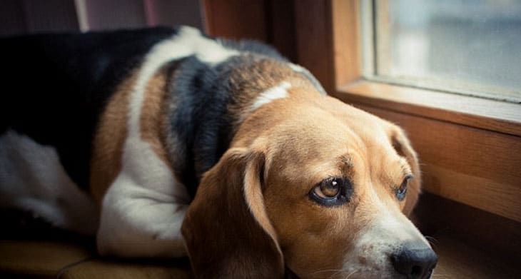 Se lei for aprovada, quem deixar animais sozinhos em casa por mais de 12 horas vai pagar multa