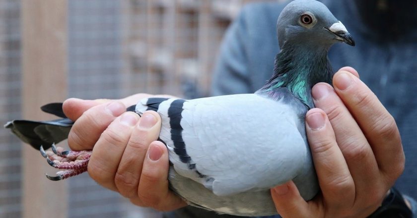 Homem mata pombo ao soco no Rossio depois do animal tirar uma batata frita ao filho