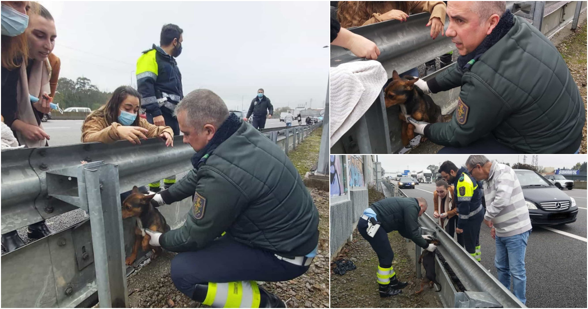 GNR cortou autoestrada em Gaia para salvar cão perdido na via