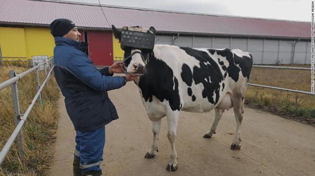 Agricultor testa óculos especiais para vacas se sentirem felizes e produzirem mais leite